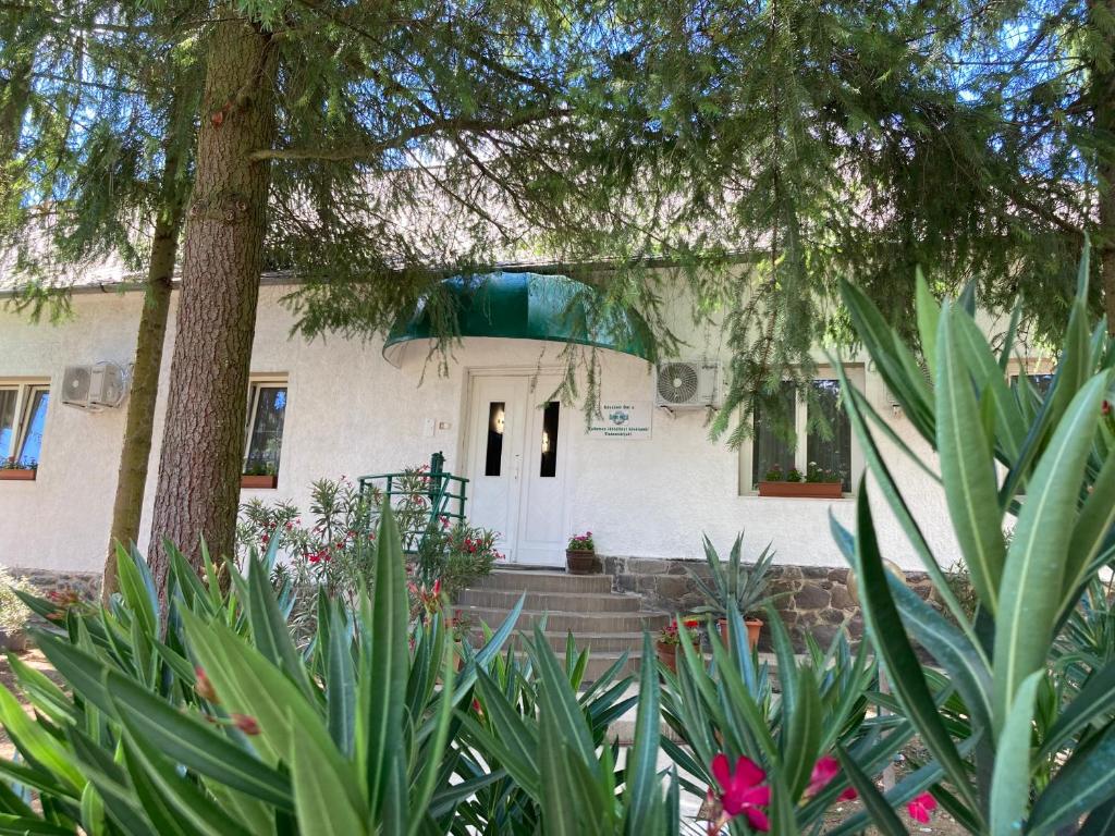 Salvus Panzió في بوكسيك: بيت ابيض فيه شجره وبعض النباتات