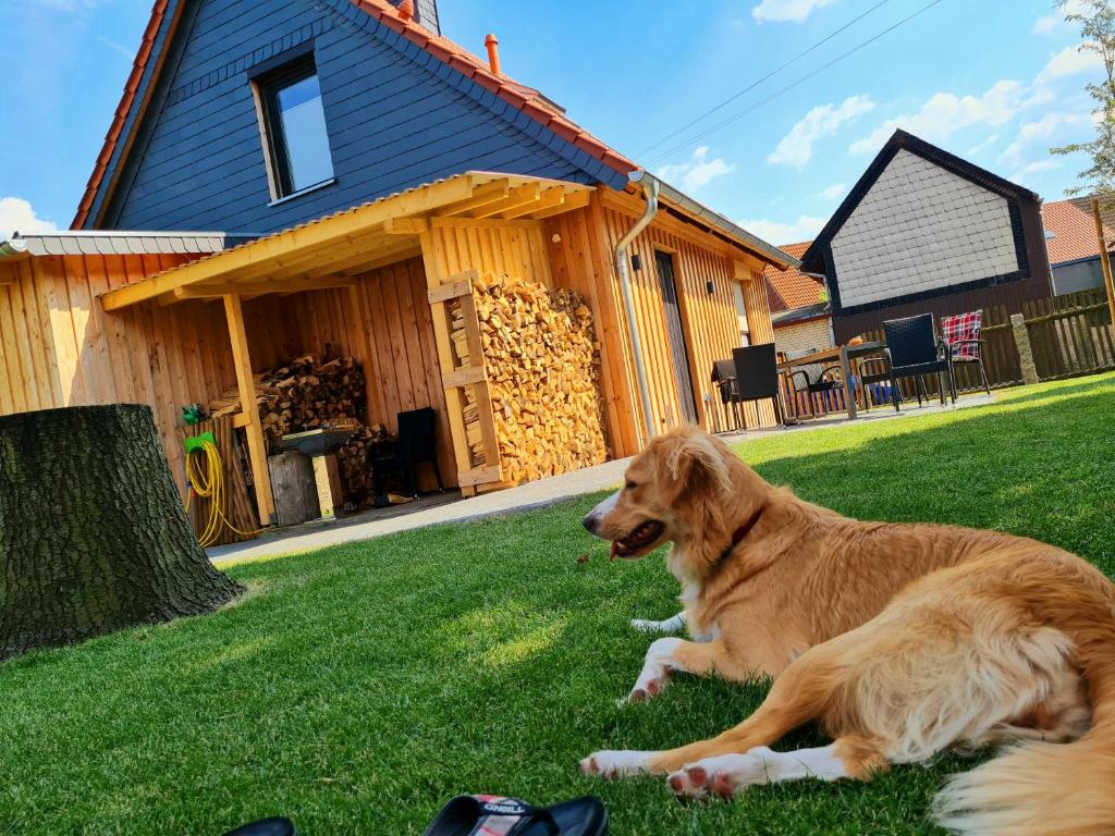 a dog laying in the grass in front of a house at Ferienhaus Darlingerode in Darlingerode
