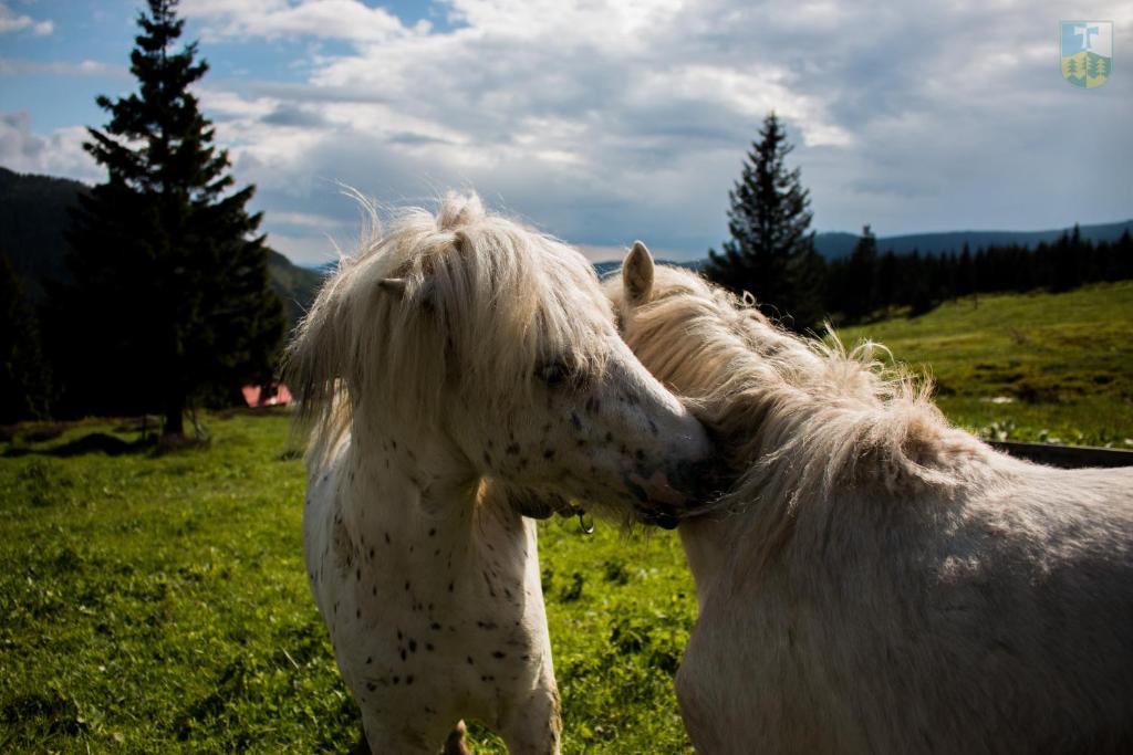 Zvířata v penzionu nebo okolí
