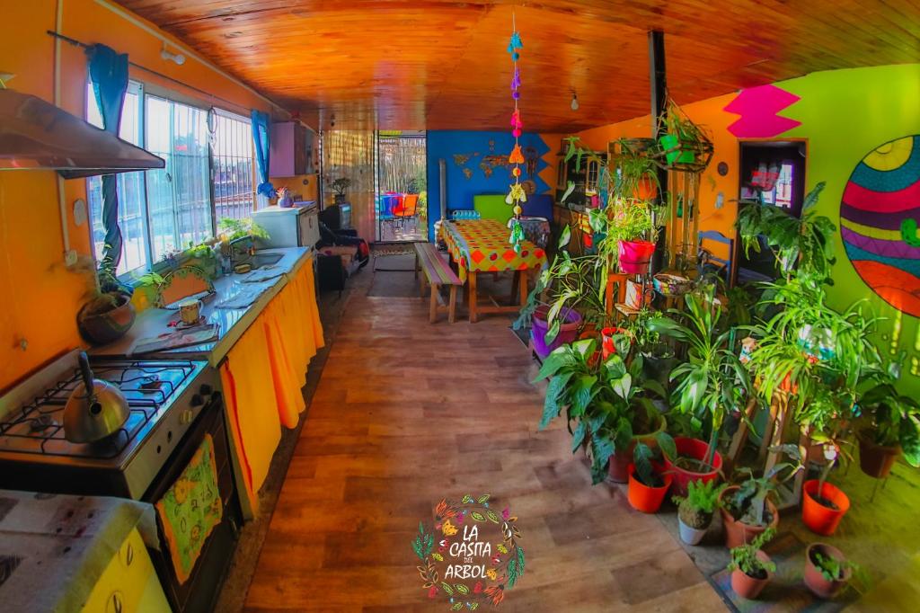 una cocina con muchas macetas. en Casita del arbol Hostel en San Salvador de Jujuy
