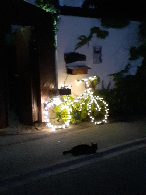 a cat laying on the street next to a bike with lights at Stierstall-Suite Pension Wahlenau in Wahlenau