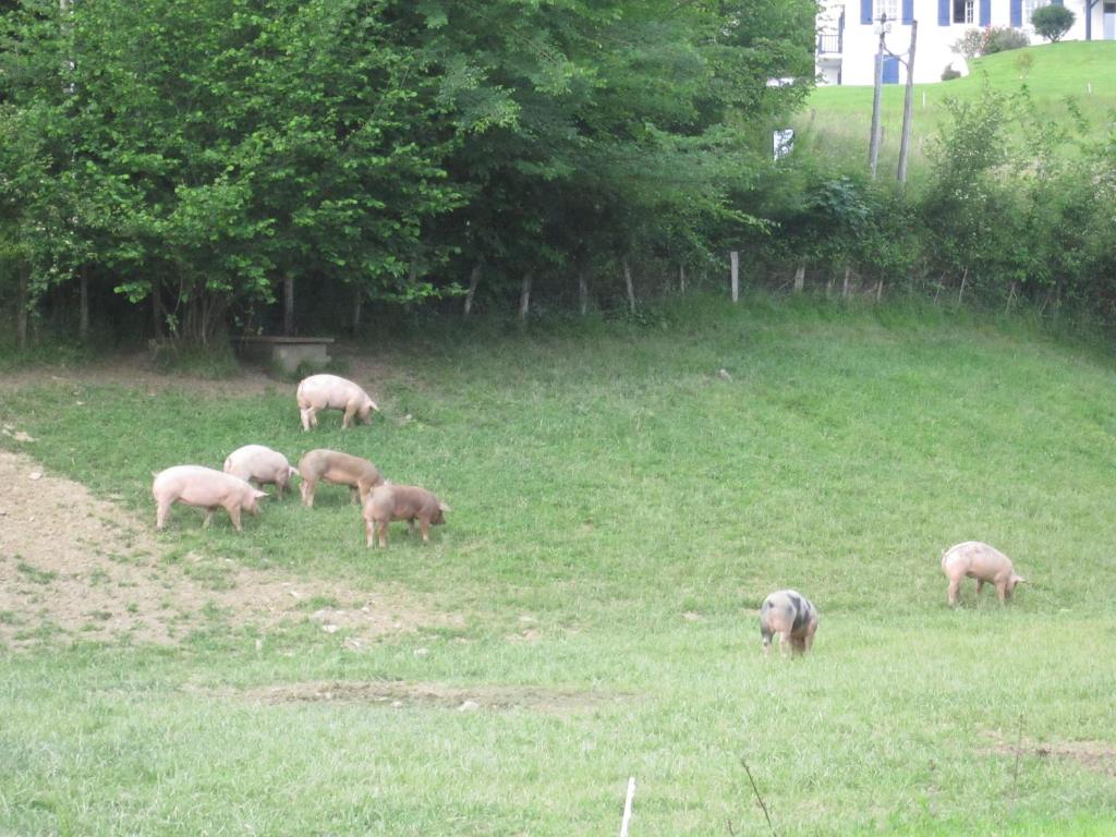 Zvířata v hotelu nebo okolí