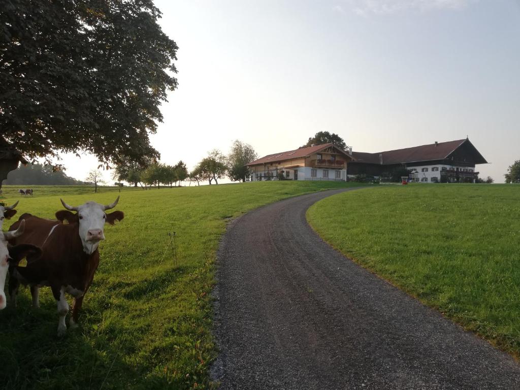 two cows standing in the grass next to a road at Sonnenhub in Irschenberg