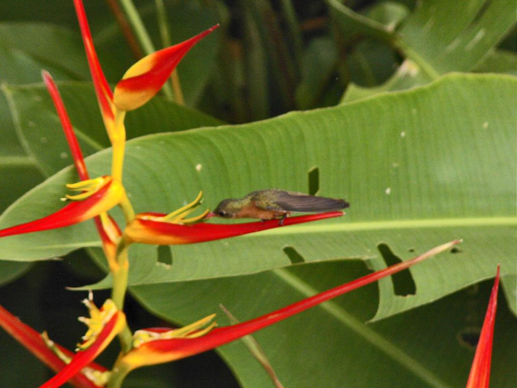 Fotografie z fotogalerie ubytování Guacamaya Lodge v destinaci Paraíso