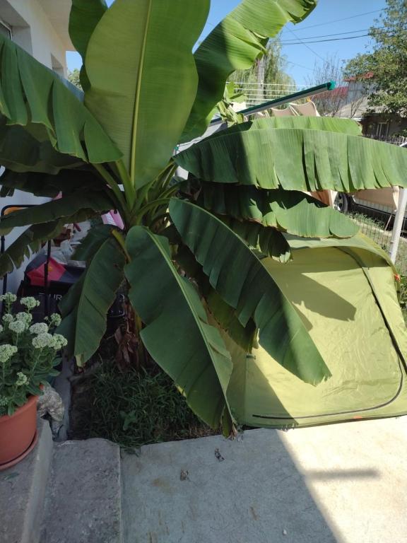 een bananenboom met grote groene bladeren naast een tent bij Thai House in Costinesti