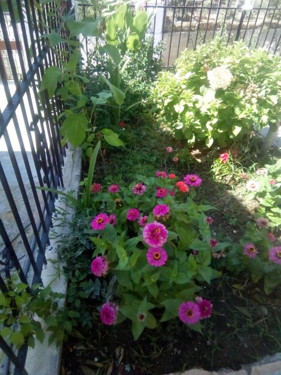 A garden outside Villa Angela, Traditional Villa in the village
