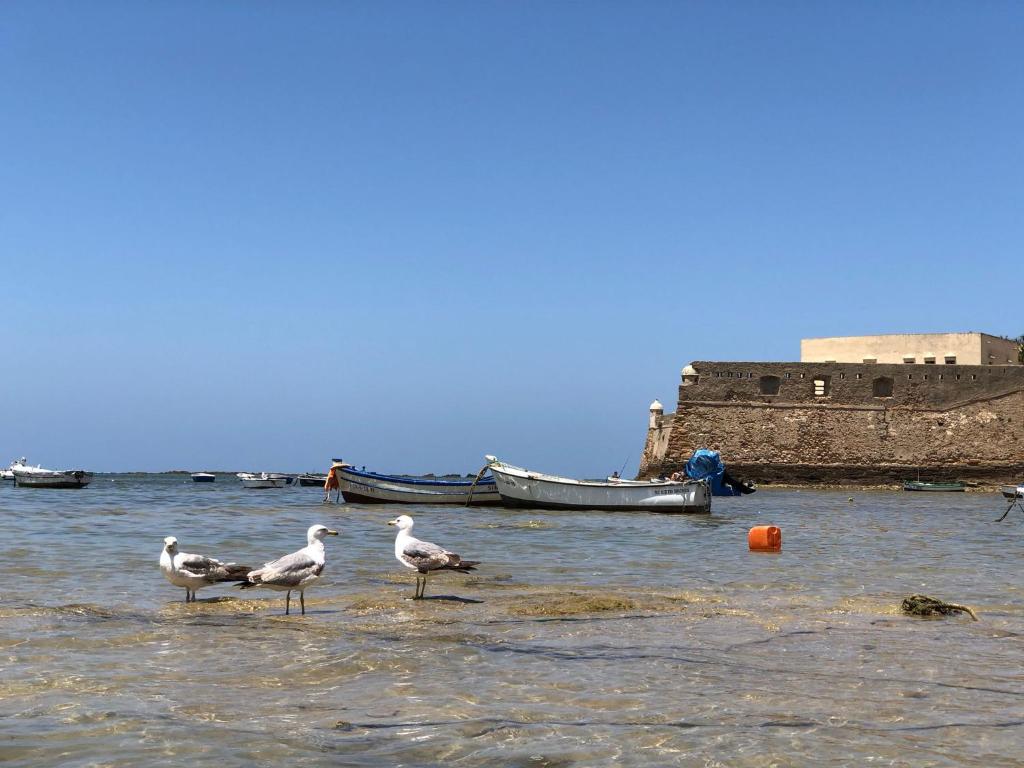 Planeta Cadiz Hostel, Cádiz – Bijgewerkte prijzen 2022
