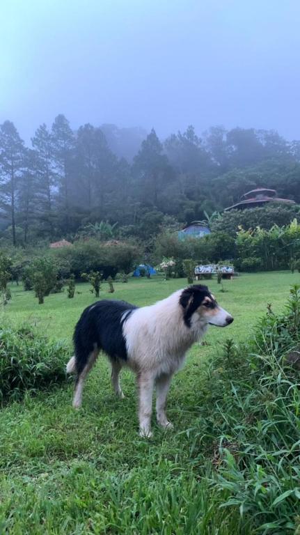 Finca Neblina del Bosque photo