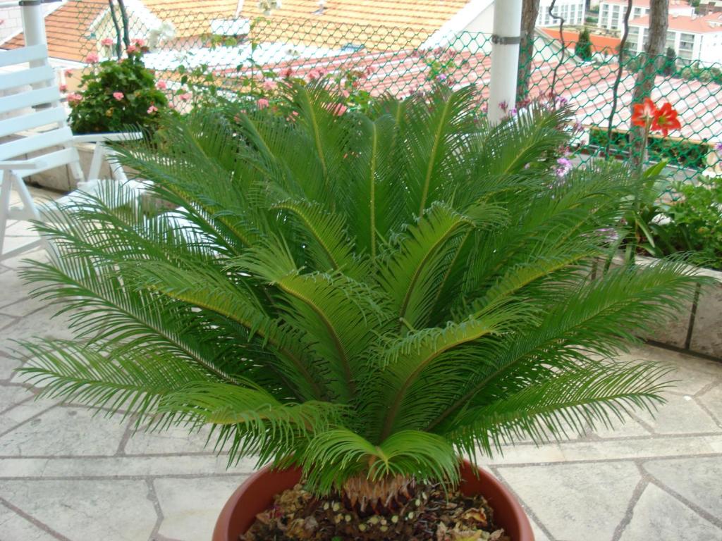 Rooms and Apartment Nike - 5