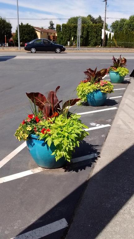 a row of blue pots of plants on the side of a street at Cocusa Motel in Burlington