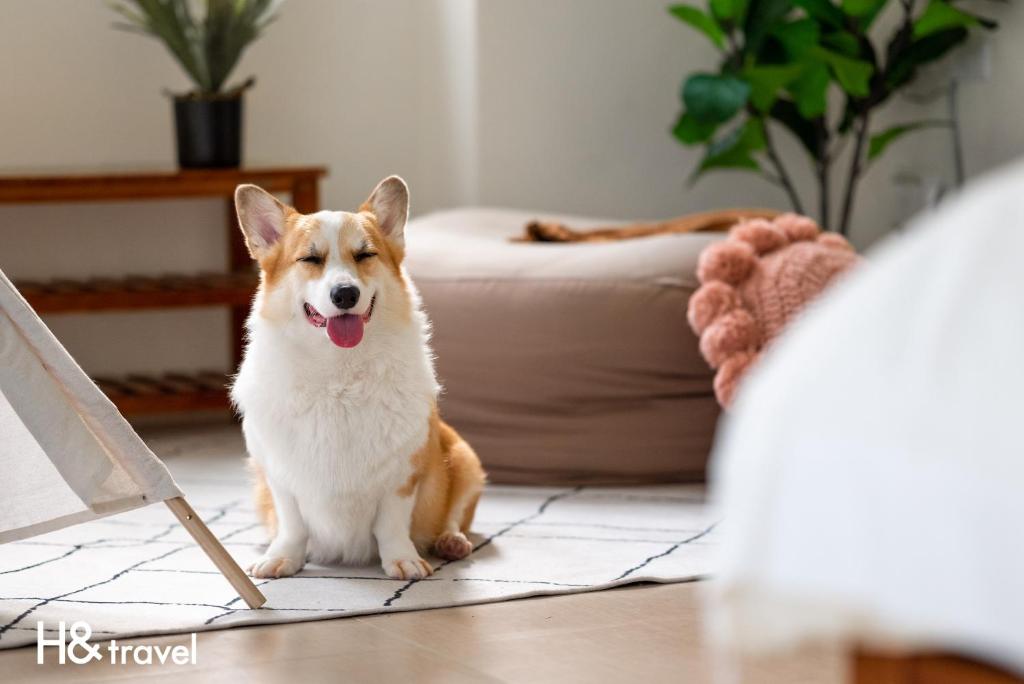 Domácí mazlíčci ubytovaní s hosty v ubytování Taitung Rainbow Pet Friendly Maison Resort