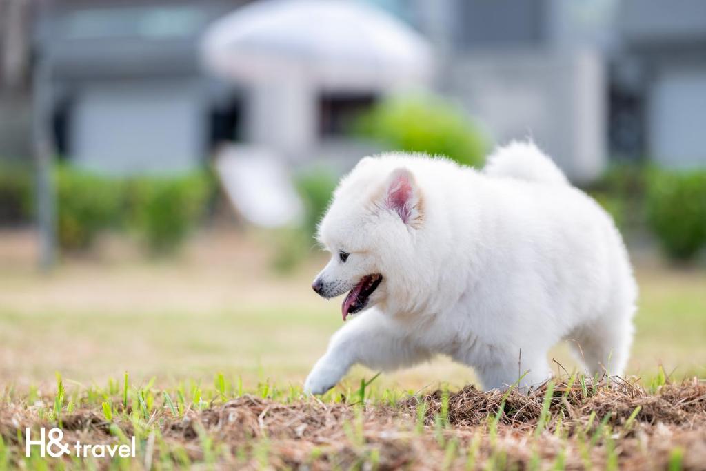 Domácí mazlíčci ubytovaní s hosty v ubytování Taitung Rainbow Pet Friendly Maison Resort