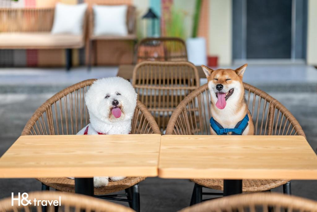 Domácí mazlíčci ubytovaní s hosty v ubytování Taitung Rainbow Pet Friendly Maison Resort