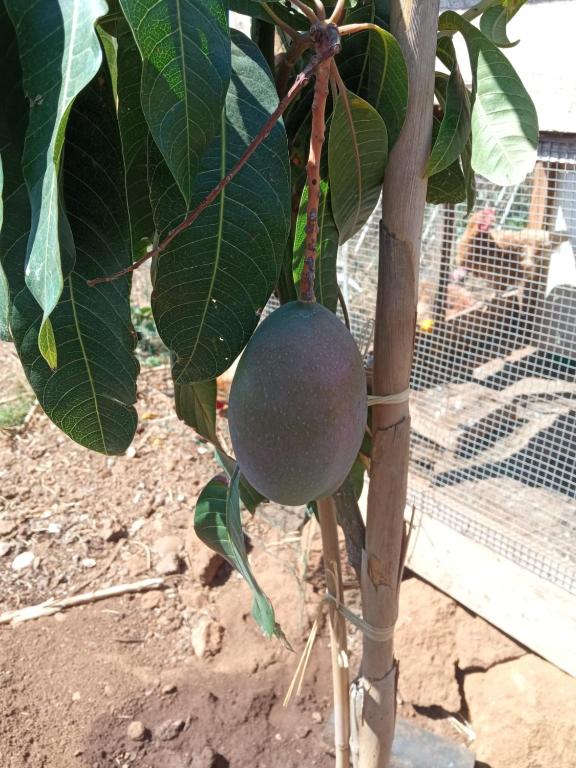 The Goat's Place - 19