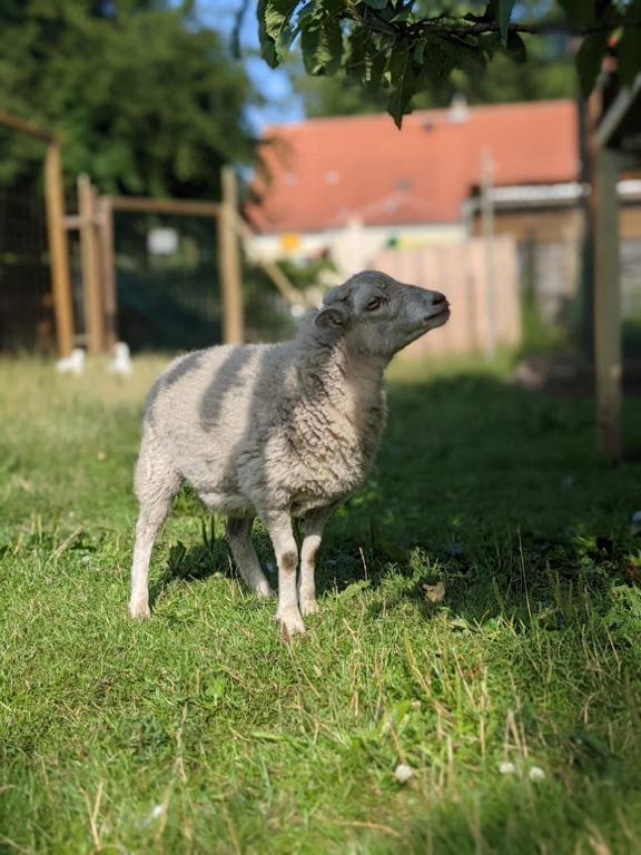 Zvířata v apartmánu nebo okolí