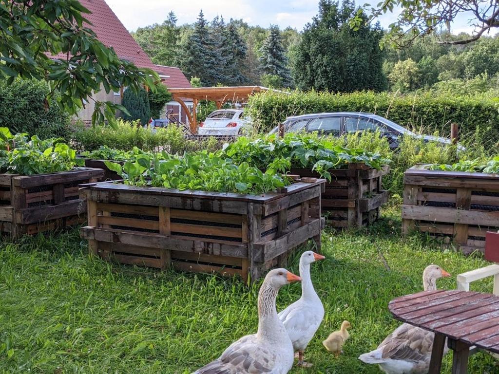 Zahrada ubytování Helenes Ferienwohnung auf dem Bauernhof - Lausitzer Seenland