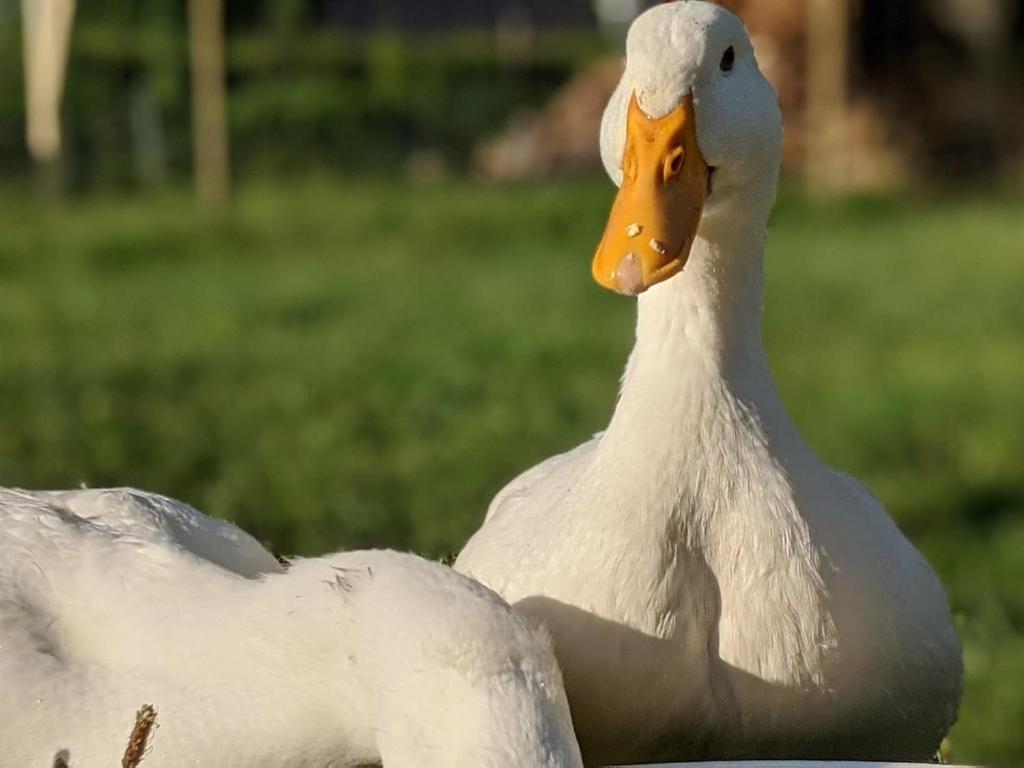 Zvířata v apartmánu nebo okolí