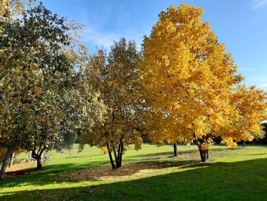 Zahrada ubytování GATTO IN VIGNA