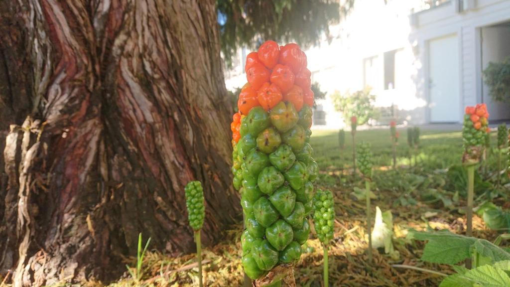 a bunch of green grapes in front of a tree at Cocusa Motel in Burlington
