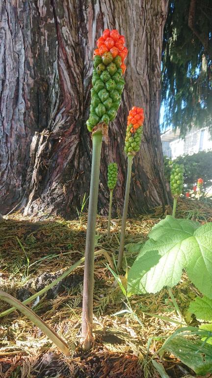 a group of green and red grapes on sticks in front of a tree at Cocusa Motel in Burlington