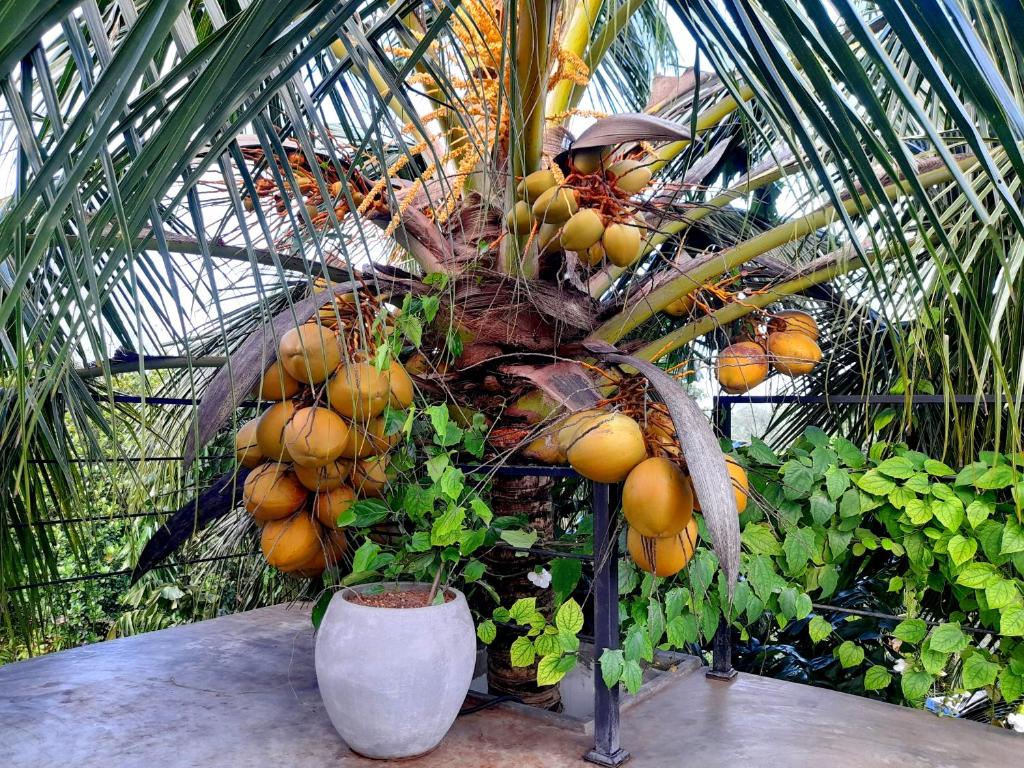 Zahrada ubytování Weligama Bay Watsila Resort