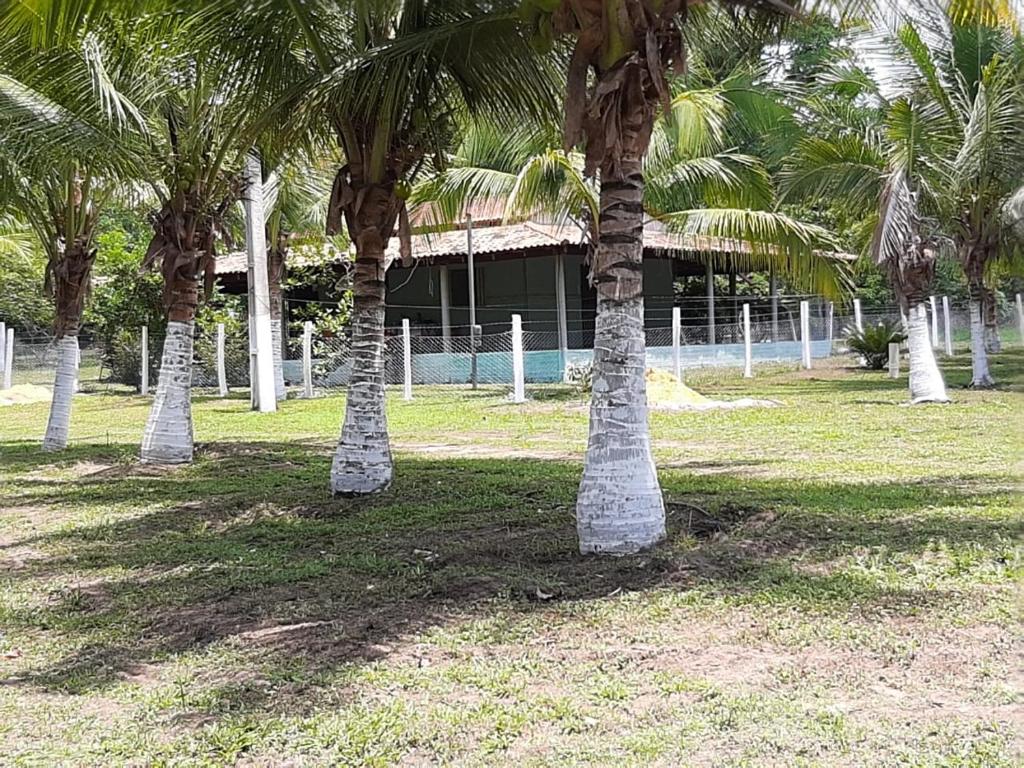 a group of palm trees in front of a building at RECANTO DO SABIÁ in Carolina