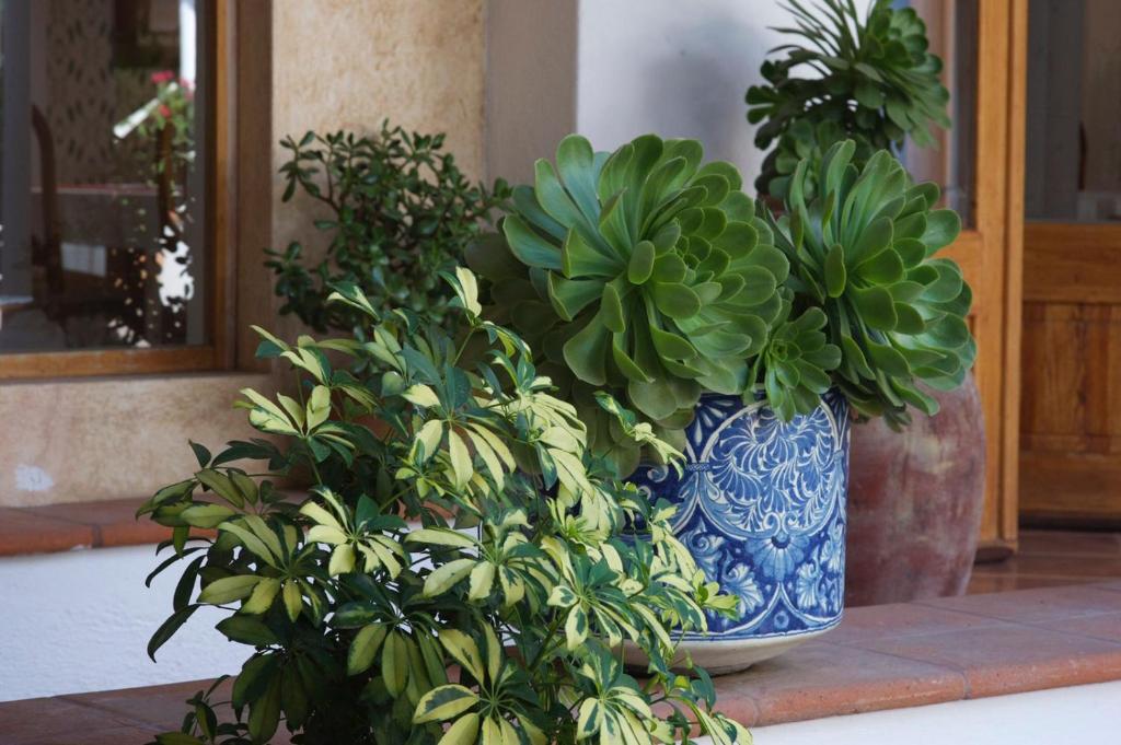 Zahrada ubytování La Casona de los Colibríes