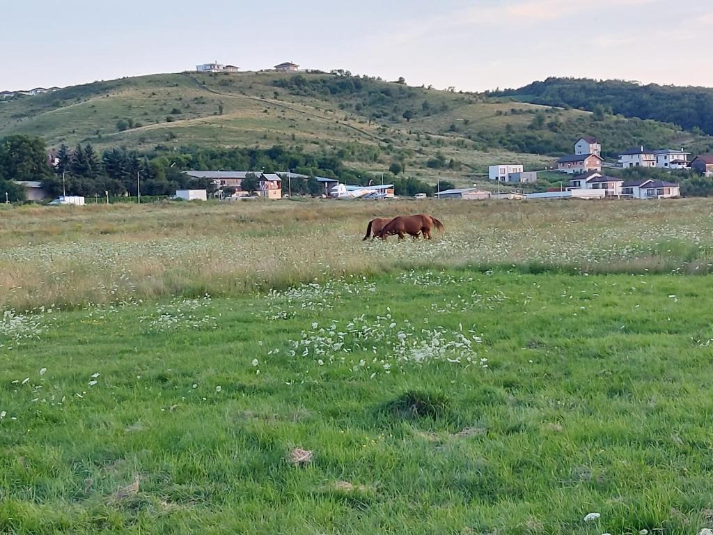 Zvířata v penzionu nebo okolí