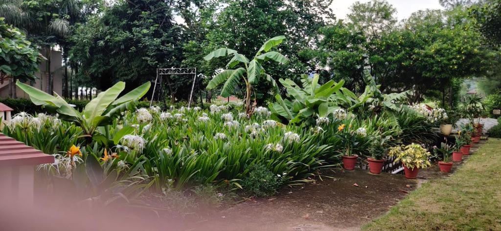a garden filled with lots of plants and flowers at Resort De Coracao - Corbett , Uttarakhand in Rāmnagar