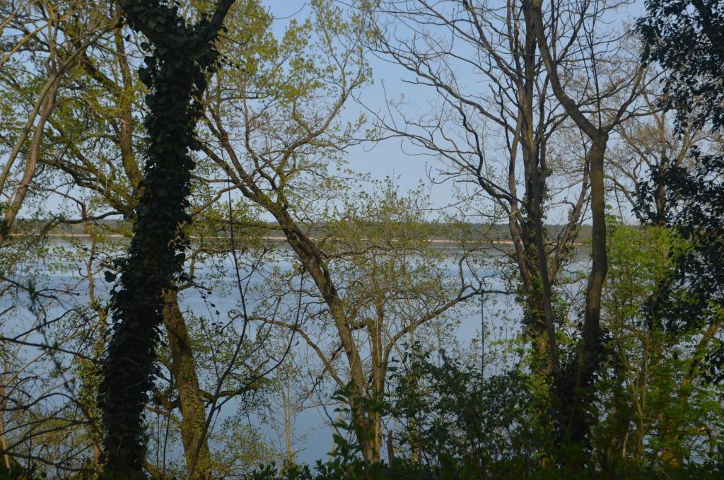 Blick auf einen Wasserkörper durch die Bäume in der Unterkunft Seeblick Bungalow in Arendsee