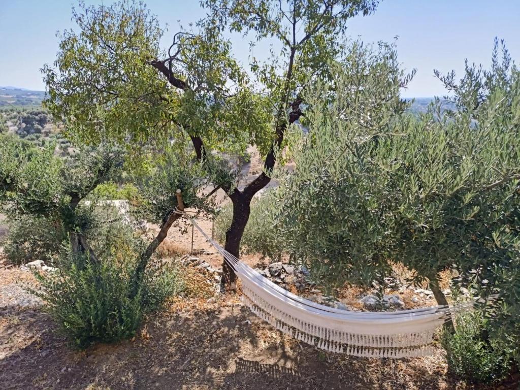 Vonkajšia záhrada v ubytovaní El Almendro de Fuentes Nuevas