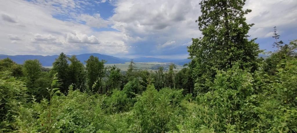 a view of a forest with mountains in the background at Amazing apartment in Stari Trg pri Ložu