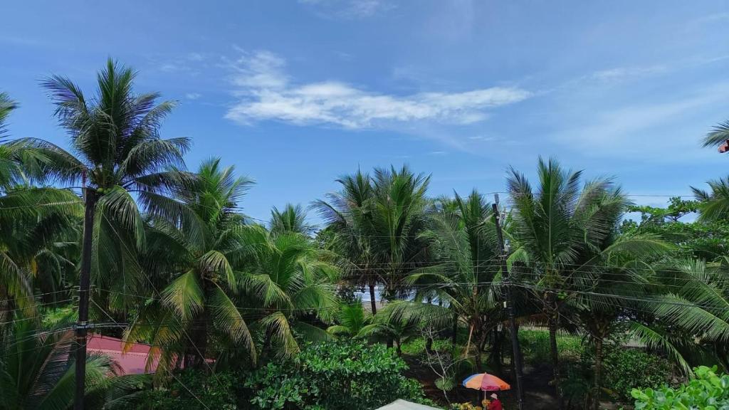 Zahrada ubytování Hotel Pura Natura Beachfront Tortuguero