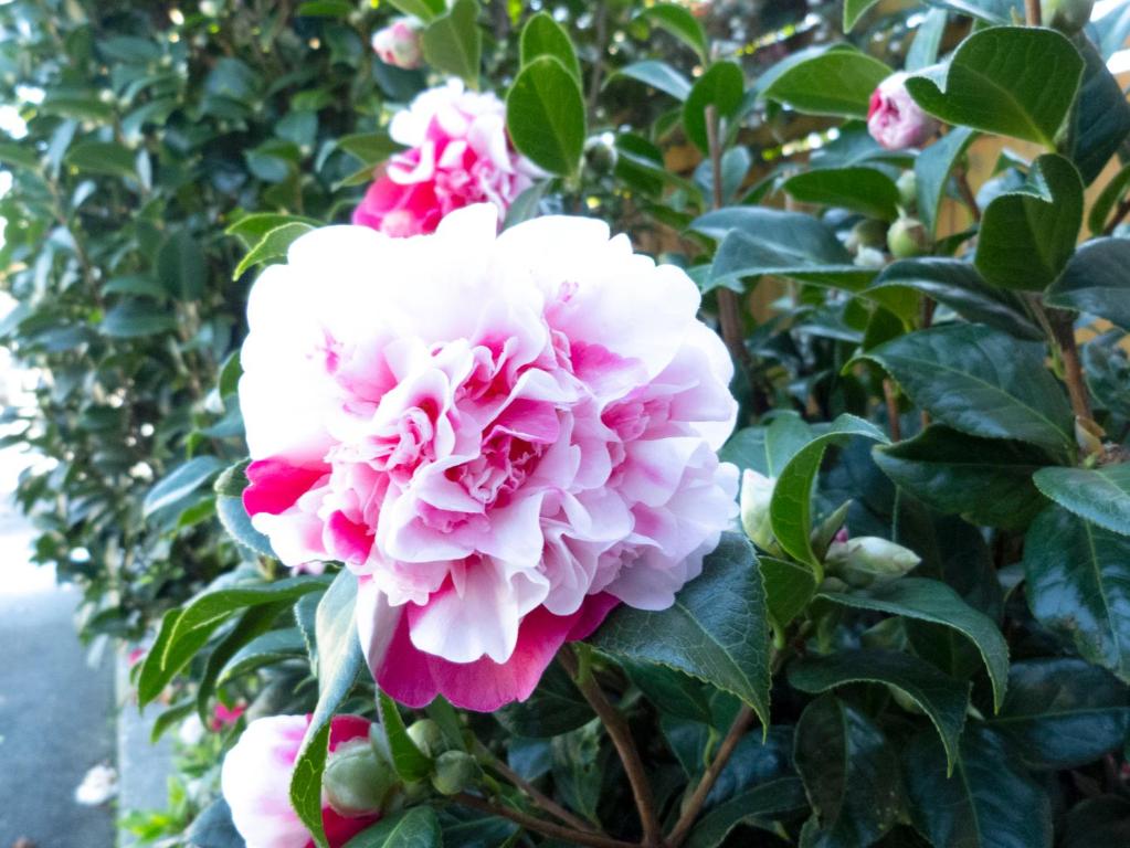 ASURE Highpark Motor Inn - Resim 25