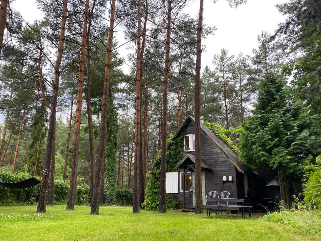 een kleine hut midden in een bos bij Dom nad jeziorem in Borkowo