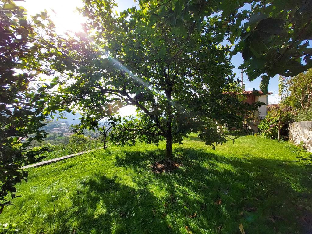 Zahrada ubytování Castelo dos Sonhos