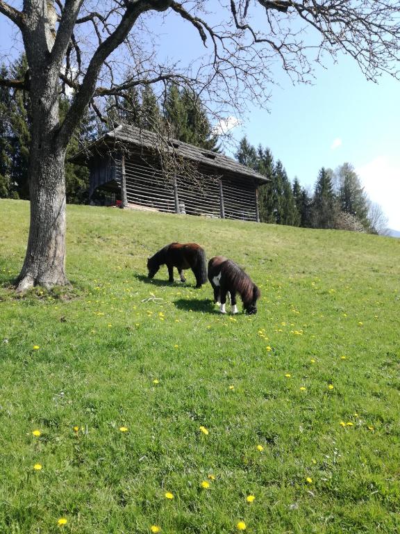 Zvířata v bed and breakfast nebo okolí