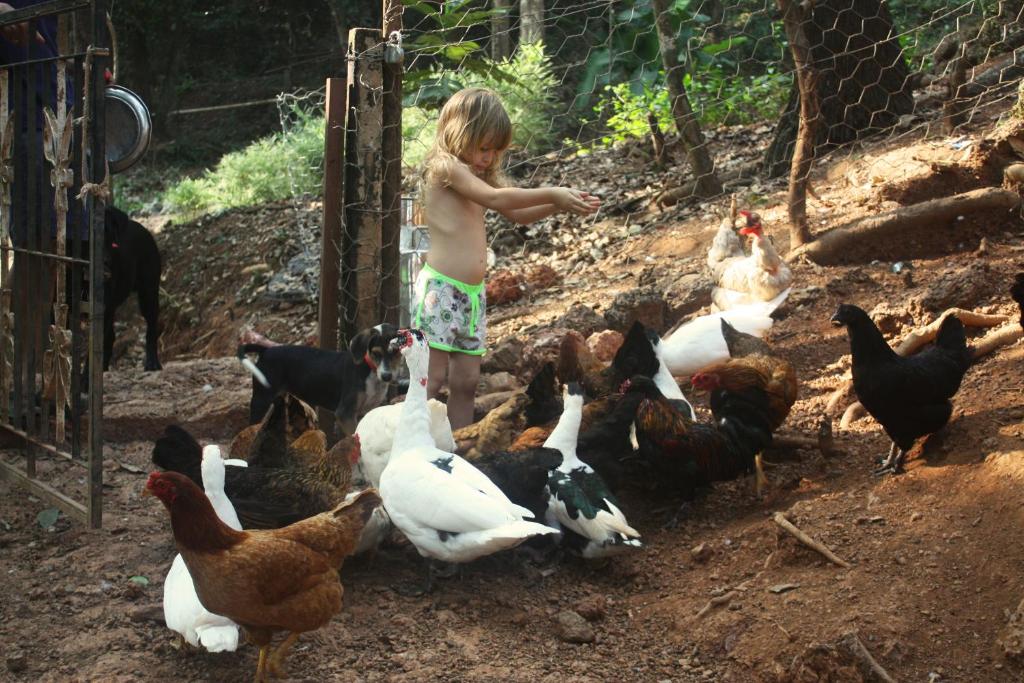 Animais no resort ou nos arredores