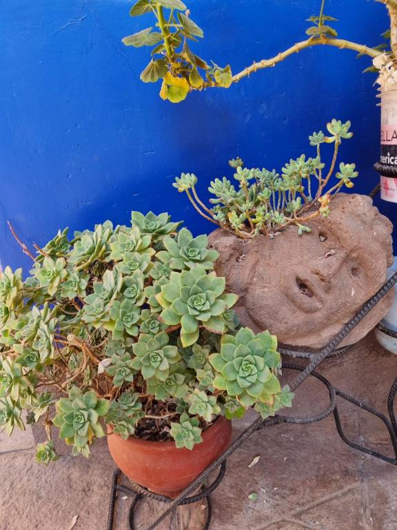 Giardino di Chelitos Backpacker