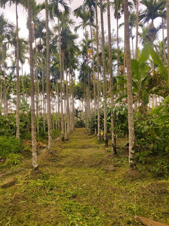 Zahrada ubytování Dubare Inn Coorg
