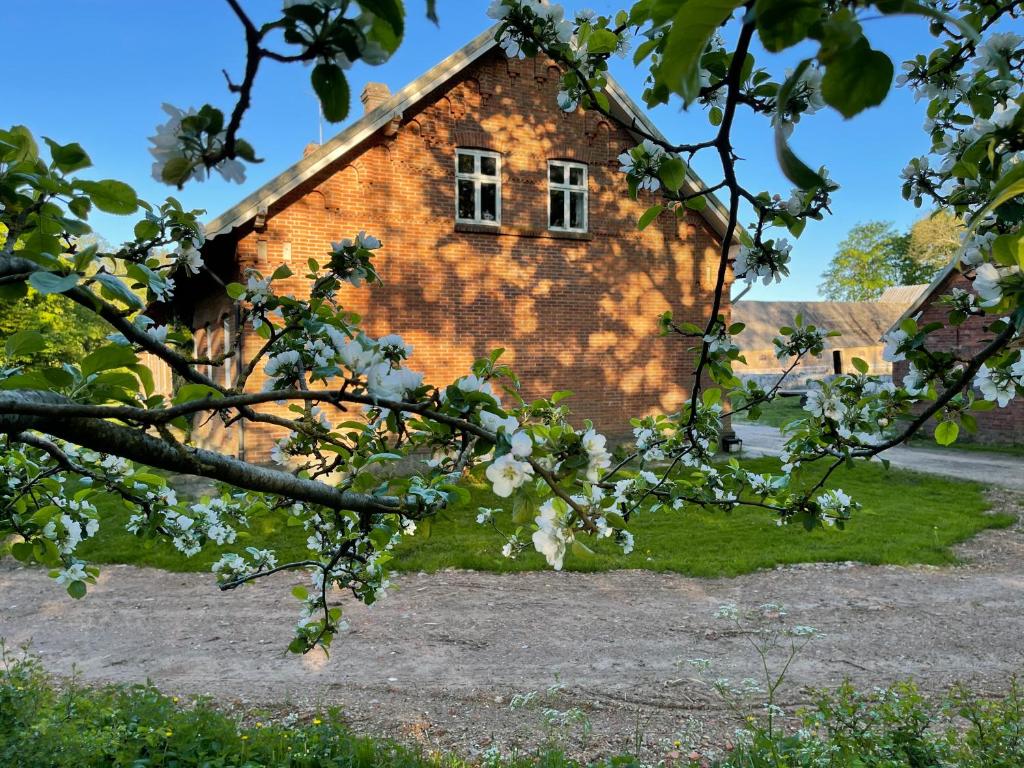 een boom met witte bloemen voor een gebouw bij Store Stensig (landlig idyl ved Frederikshavn) in Frederikshavn