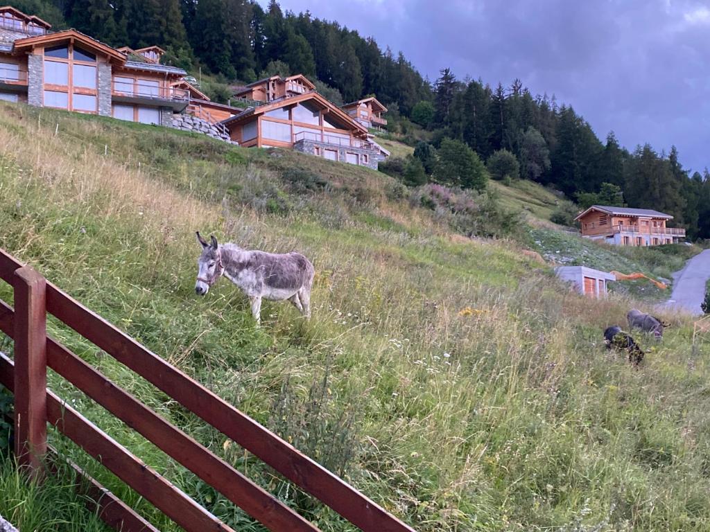 Zvířata v apartmánu nebo okolí