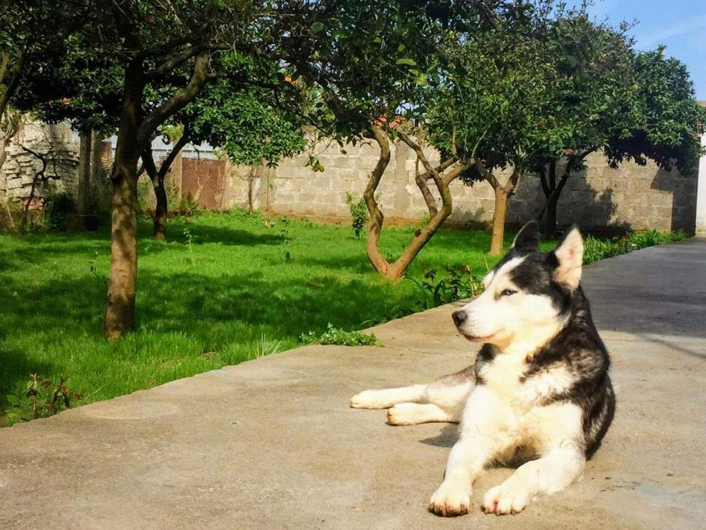 um cão deitado num passeio ao lado de uma rua em Mia Guest House - Entire home with balcony & garden em Divjakë