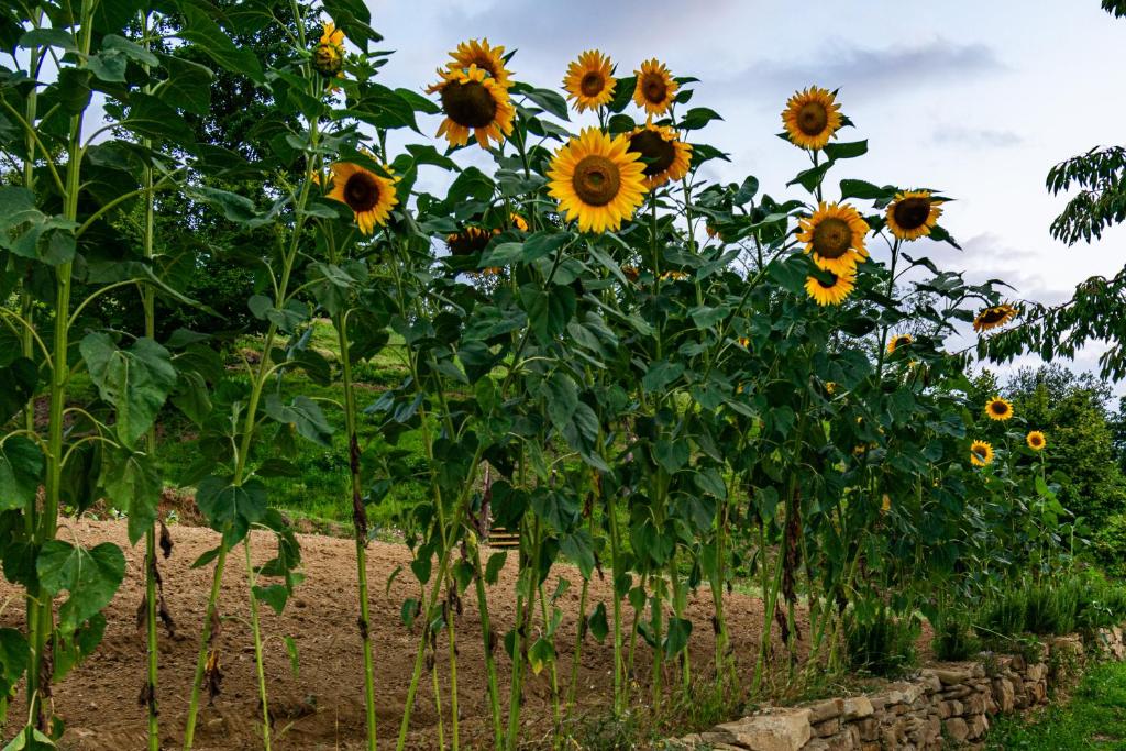 Zahrada ubytování B&B Cascina Sant'Elena