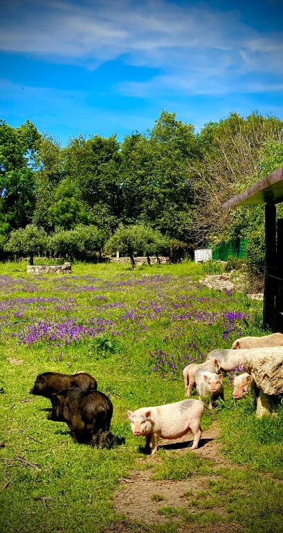 Um jardim no exterior de Arca dos Animais - Farming & SPA