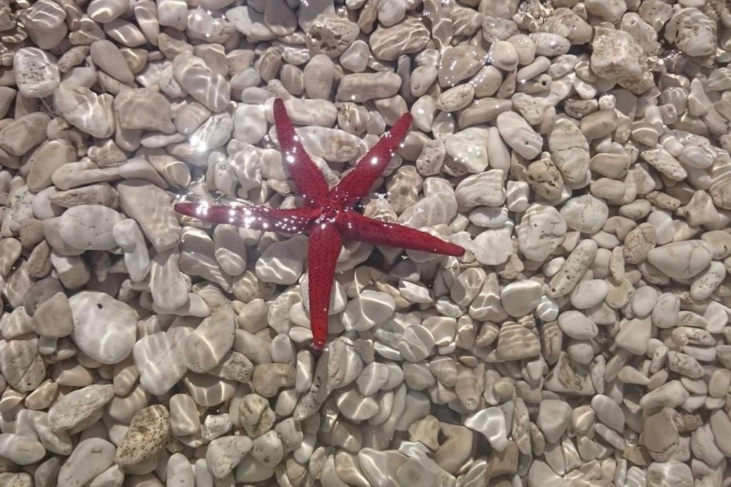 Fotografie z fotogalerie ubytování STUDIO APARTMENTS BaskaH2O v destinaci Baška Voda