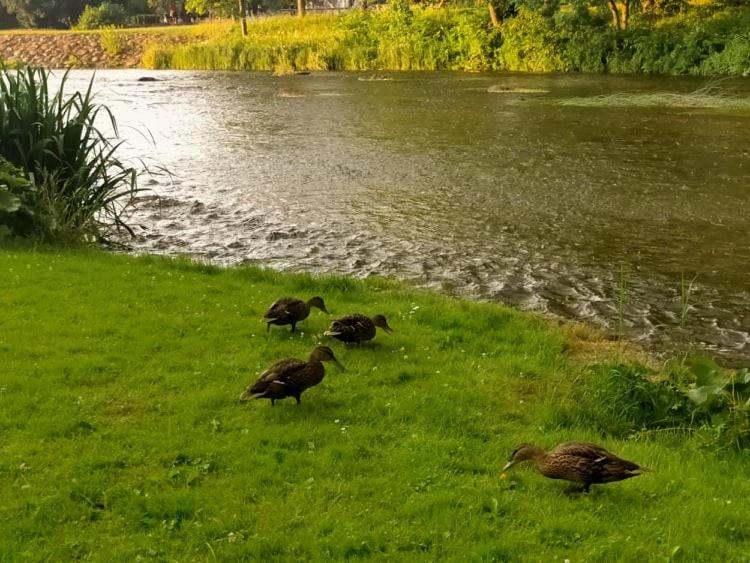 Výhled na řeku, která protéká v blízkosti apartmánu