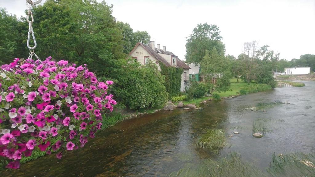 a group of pink flowers hanging over a river at Lossi 8 Põltsamaa Maida in Põltsamaa