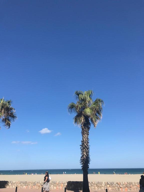 eine Palme am Strand vor dem Meer in der Unterkunft Studio plage in Canet-en-Roussillon