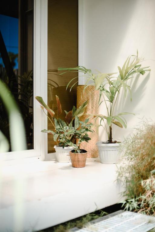 a group of plants sitting on a window sill at Suyog Life Siargao in General Luna